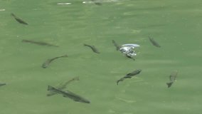 Flock of brown trouts - Salmo trutta are swimming in the greenish pond