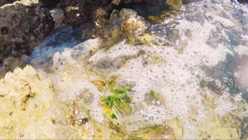 Crab jumps from rock to rock