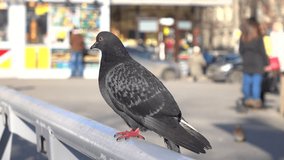 City pigeon on sunny day against blurred background. 4K telephoto lens video