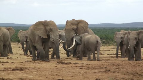 Group of elephants with females, young and two males with penis visible, on brown grassland with distant skyline, Addo wild life Park Eastern Cape, South Africa, 