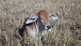 Extreme close-up on a brown calf lying down in a dry paddy field