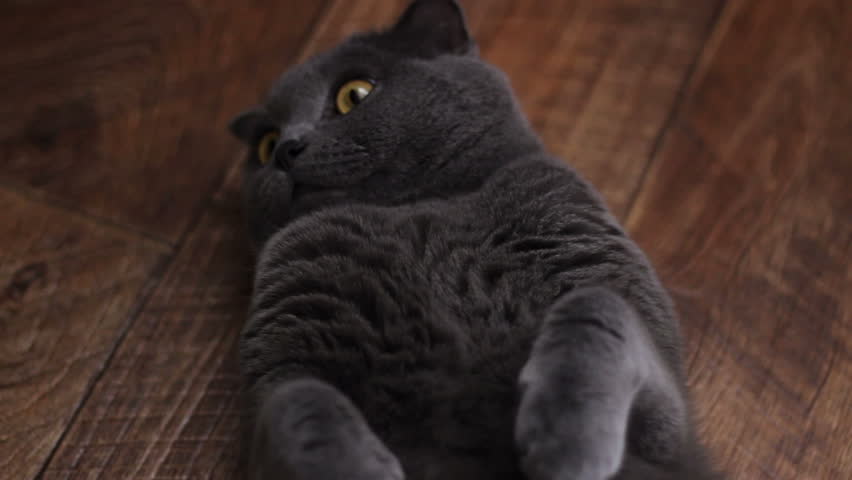 British cat lying on the floor on his back, trying to sleep. British cat happy. Young cute cat is resting on a wooden floor. British cat lying on the floor on his back, trying to sleep.  Royalty-Free Stock Footage #15160222