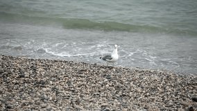 Wandering seagull on rocky stones beach 