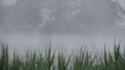 fog drifts in over creek in Winthrop Massachusetts birds fly in swan in lake