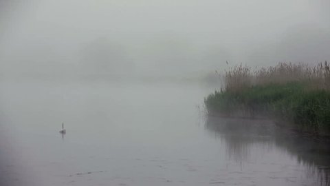 fog drifts in over creek in Winthrop Massachusetts birds fly in swan in lake