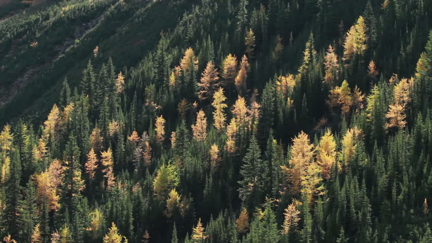 Autumn larch trees on Rocky Mountain slope