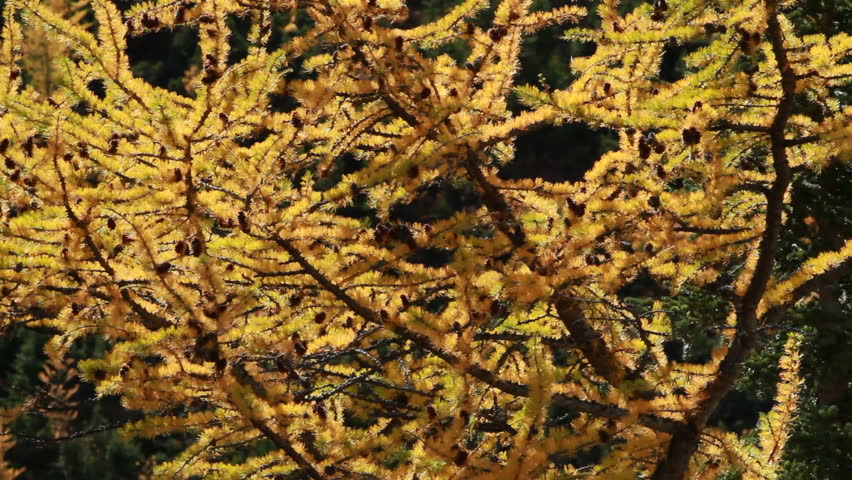 Autumn larch tree