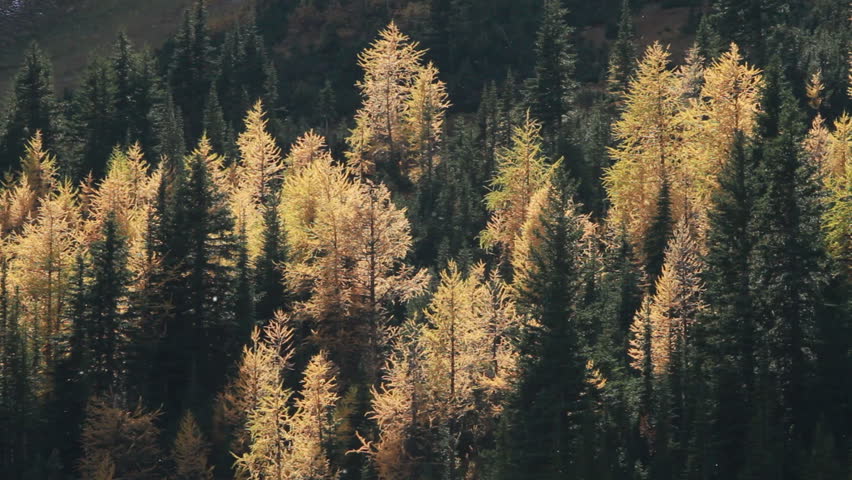 Autumn larch trees on Rocky Mountain slope