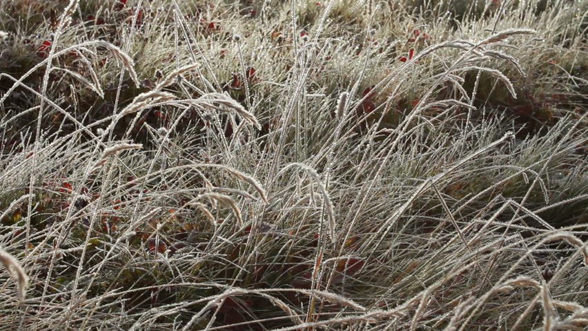 Frosty grass in the early morning
