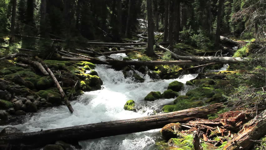 Mountain stream in the forest