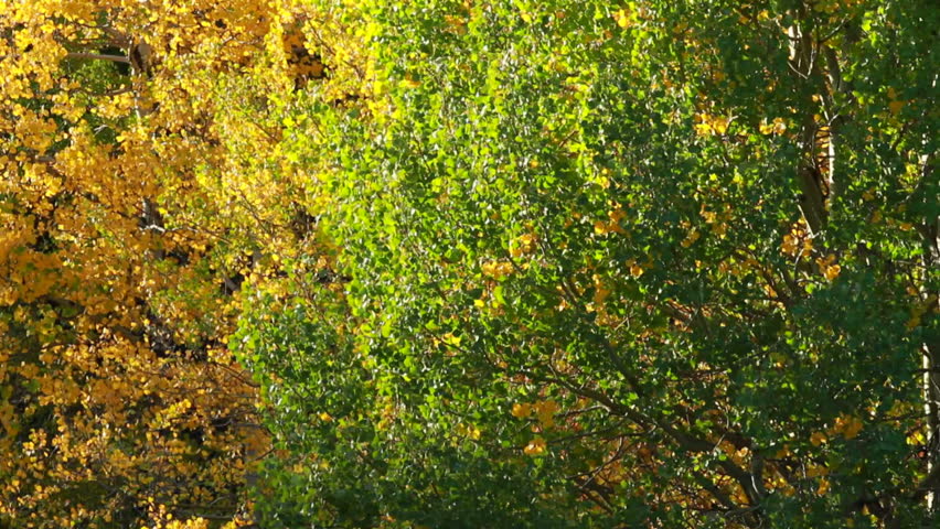 Autumn color on aspen poplar trees