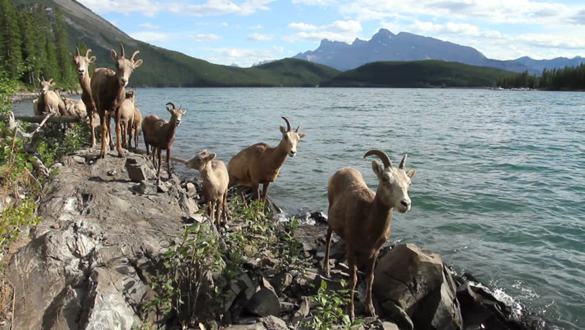 Rocky Mountain Big Horn Sheep walking along the shore