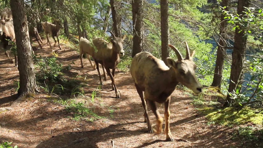 Rocky Mountain Big Horn Sheep walking along forest trail