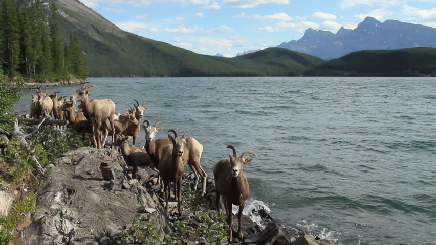 Rocky Mountain Big Horn Sheep walking along the shore