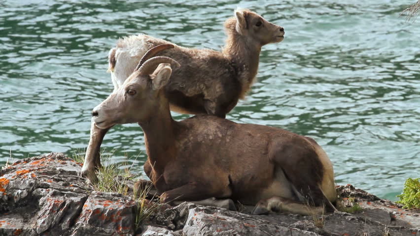 Female Rocky Mountain Big Horn Sheep with Lamb