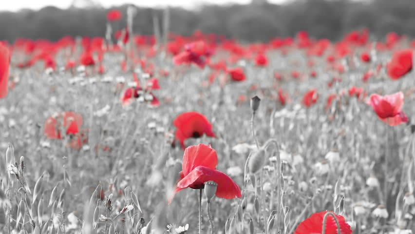 Red Isolated Poppies In A Black and White Field. Armed Forces Remembrance Concept
 Royalty-Free Stock Footage #15166237