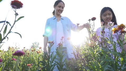 Happy Asian girl walking with her mother in the flower field with sunlight, Slow motion shot Stock Video