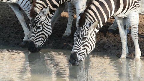 Close-up of plains (Burchells) Zebras (Equus quagga) drinking water, Mkuze game reserve, South Africa
