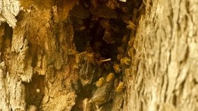 Wild colony of honey bees at entrance of their beehive within shallow of tree trunk, slow motion 30p
