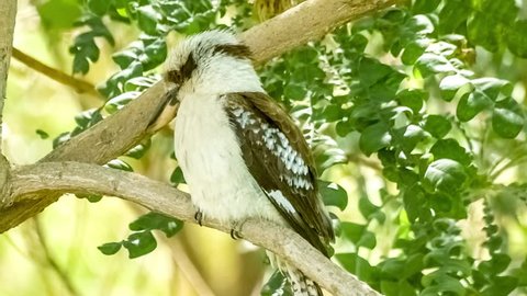 Australian native kookaburra bird scratching its neck with foot whilst perched on branch, slow motion 30p