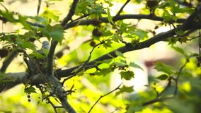 Beautiful grey dove on tree branch