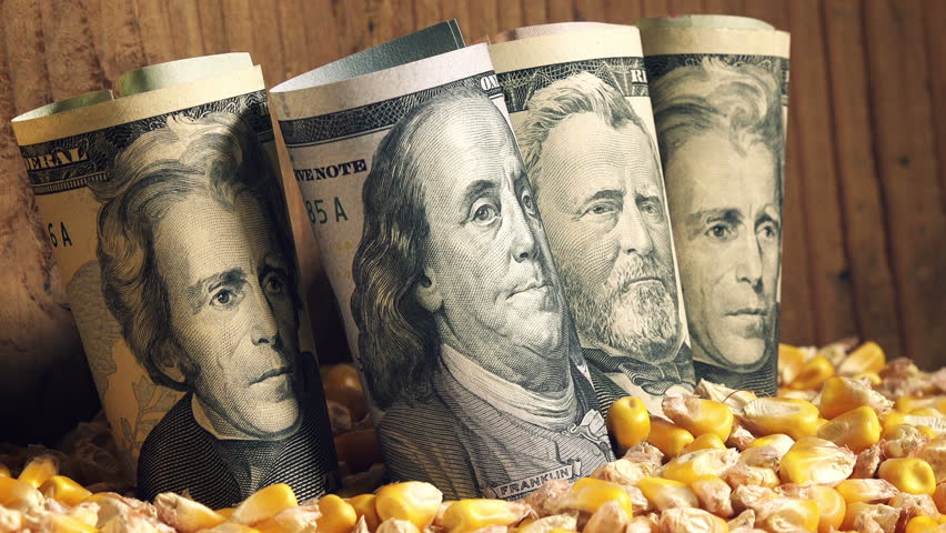Successful agricultural production, making profit after harvesting corn in America, US dollars stacked in pile of harvested corn grains.