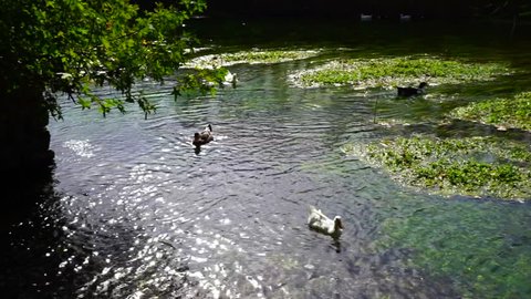 Beautiful ducks are swimming and feeding in a lake on a shiny day