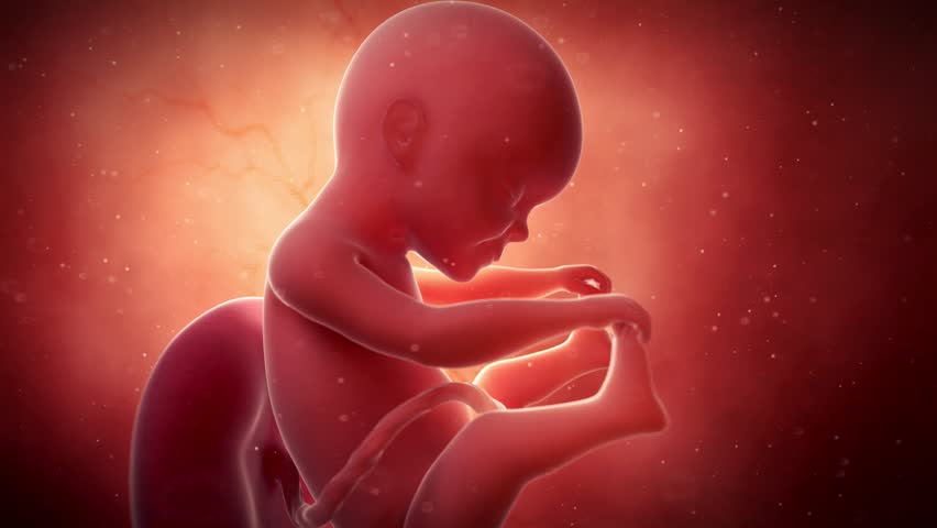 medical 3d animation fetus - week Stock Footage Video (100% Royalty ...