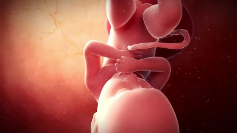 medical 3d animation of a fetus - week 36