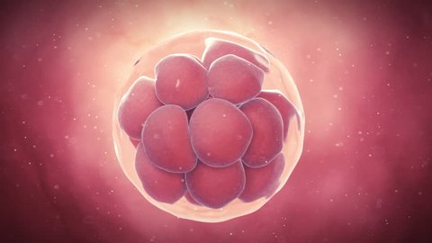 medical 3d animation of a 16 stage egg cell