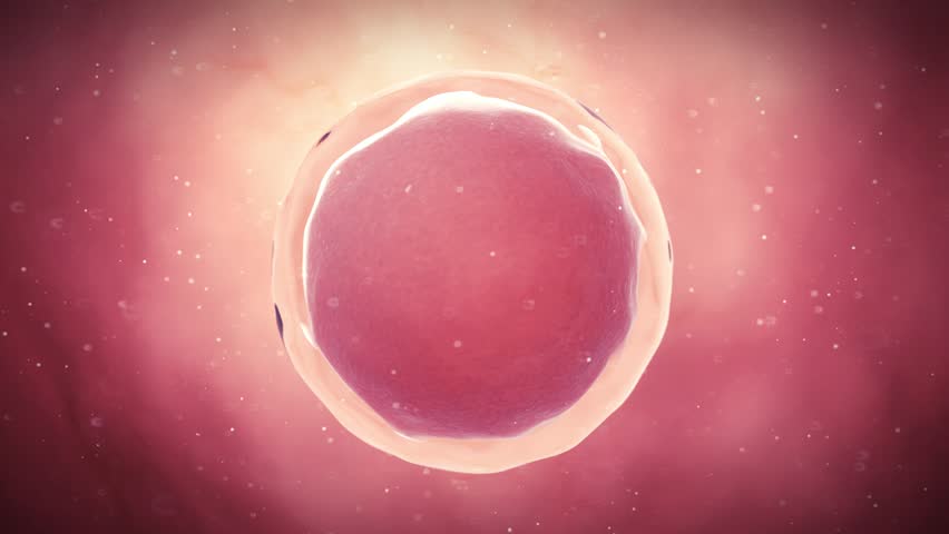 medical 3d animation of a fertilized egg Royalty-Free Stock Footage #15184987