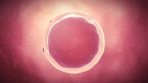 medical 3d animation of a fertilized egg