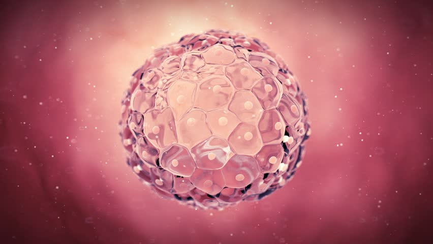medical 3d animation of a blastocyst Royalty-Free Stock Footage #15185074