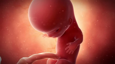 medical 3d animation of a fetus - week 11