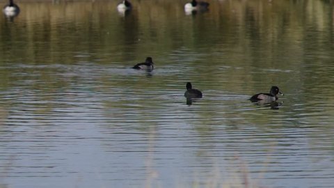 American Coots diving.