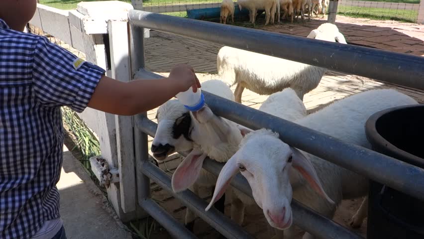 boy feeding sheep