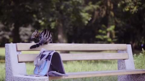 British cat sit on bench in park 4K . Young kitten alone exploring outside the transportation bag in nature. Sniffing on wooden bench.
