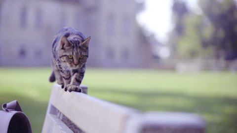 Young British tabby cat walking on bench close up 4K. Cute small kitten walk alone and slowly on wooden bench backrest with green nature in background. Walk towards the camera.