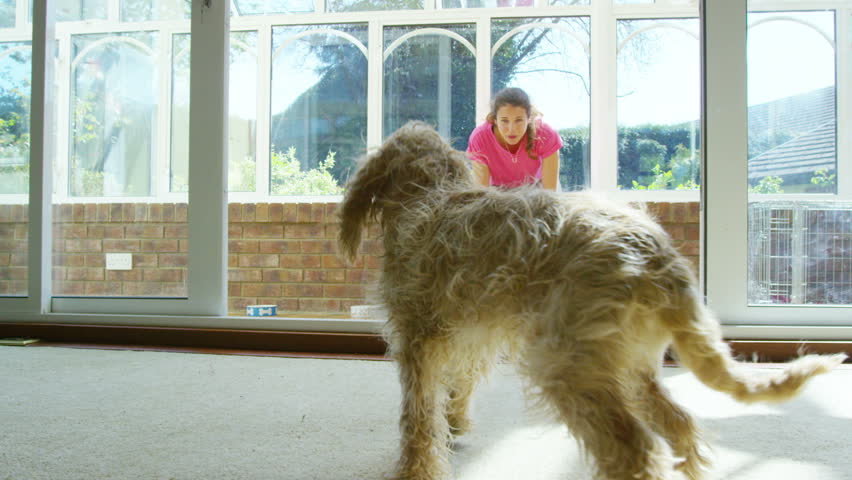 Woman relaxing at home with 2 playful young cocker-poo puppies