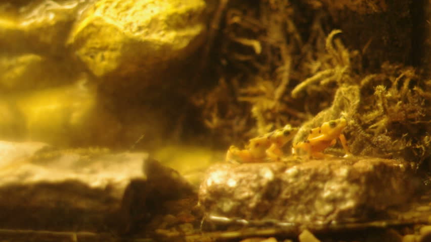 Panamanian Golden Frog.