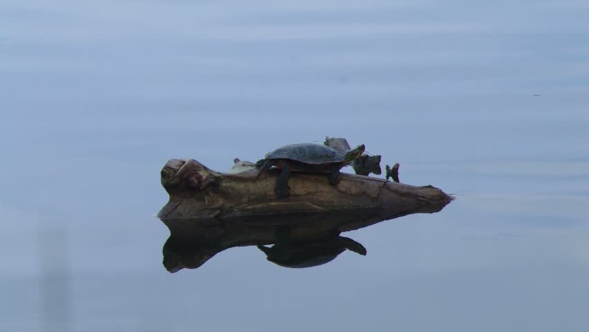 Turtles basking.