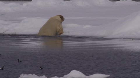 Slow motion  of large polar bear swimming by birds and climbing out of ocean and onto sea ice dripping wet -A011 C029 0717YO 001 A
