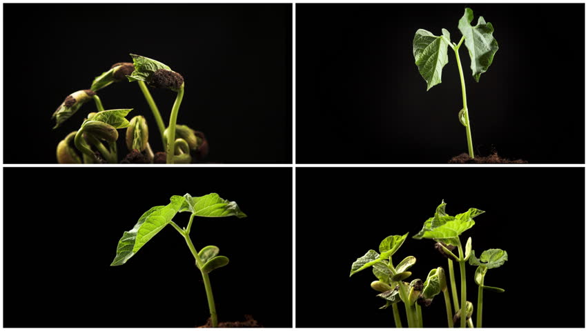 Time-lapse of growing haricot