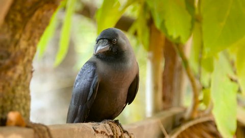 big black crow sitting on a wooden fence