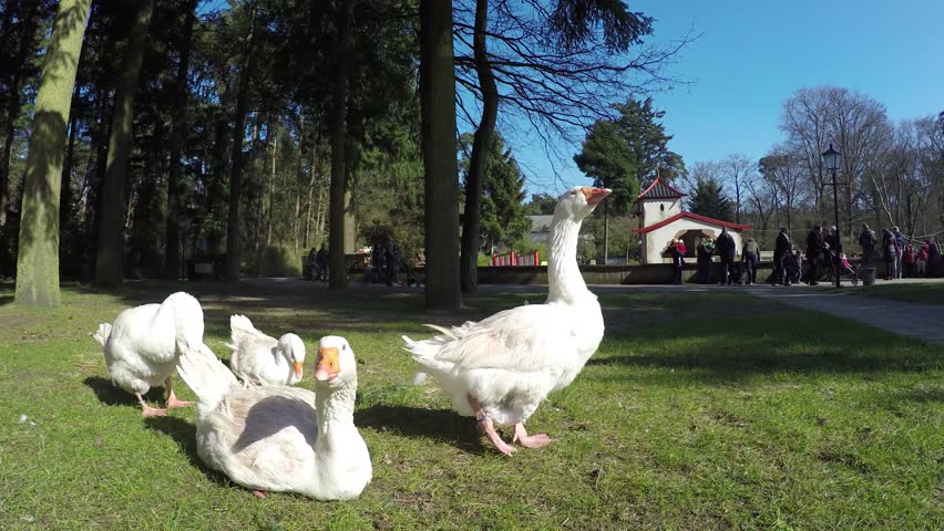 Footage of group of four cute white geese friendly animals in park on grass field animals are domesticated and easy going with people but can also be trained to be watch animals guards 4k resolution