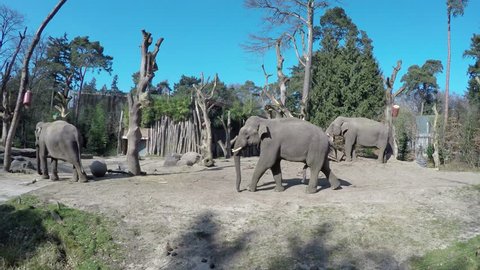 Footage of group of zoo elephants large male bull elephant walking past showing its large penis hanging bull moving for some food walking slowly towards hay container crisp blue sky animals at ease 4k