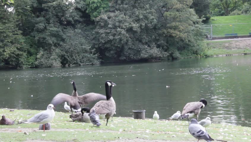 Group of gooses near lake in the town park