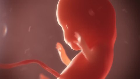 embryo timelapse of fetus 