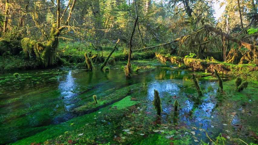 Hoh Rainforest, Olympic National Park, Washington state, USA