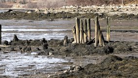 Close video of the remains of an 1800s pier in Stockton Springs, Maine.